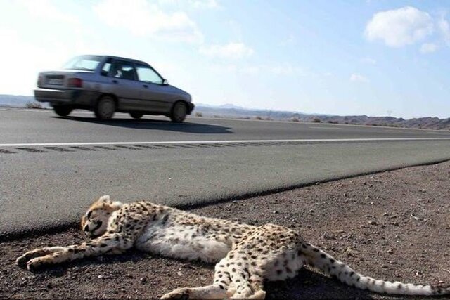 مرگ هر ساله و تلخ گونه‌های جانوری نادر در تصادفات جاده‌ای نوروز