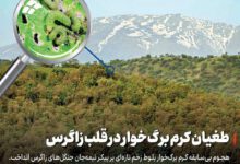 طغیان کرم برگ‌خوار در قلب زاگرس!