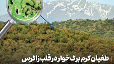 طغیان کرم برگ‌خوار در قلب زاگرس!