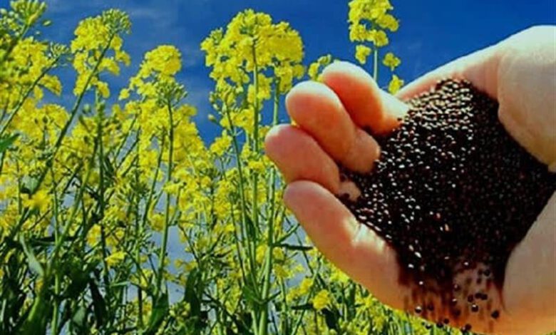 زنبورها به كمك تولید كلزا میآیند