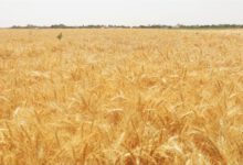افزایش چشمگیر عملكرد محصول گندم با استفاده از بذرهای اصلاح‌شده داخلی