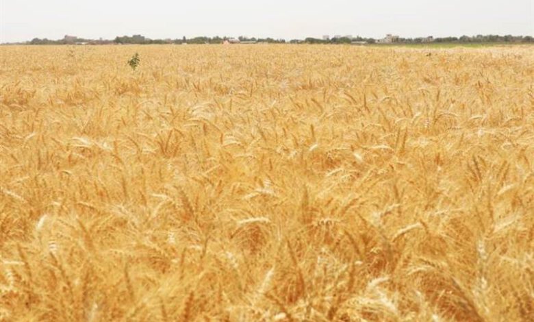 افزایش چشمگیر عملكرد محصول گندم با استفاده از بذرهای اصلاح‌شده داخلی