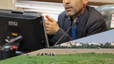 آغاز آزمایش ارزیابی سازگاری و پایداری عملكرد ارقام سورگوم دانه‌ای و علوفه‌ای