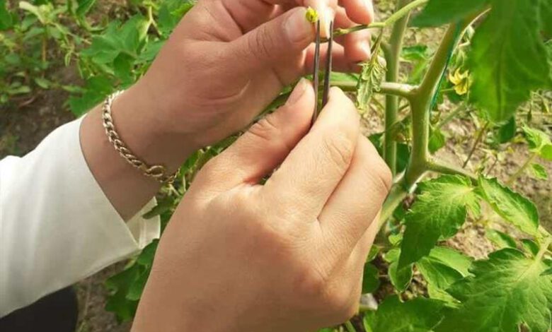تولید و ایجاد ارقام هیبرید گوجهفرنگی مناسب كشت در هوای آزاد با كیفیت برتر