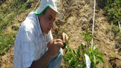 معرفی ۲ هیبرید جدید محصول كشاورزی در راستای ارتقای كیفیت تولید داخلی