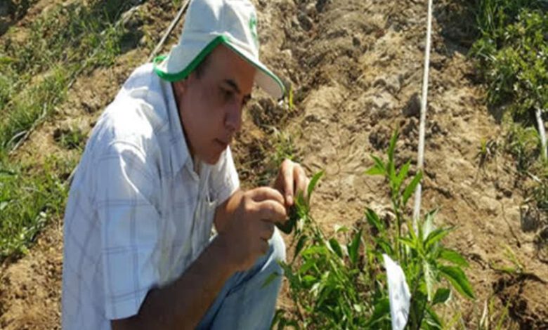 معرفی ۲ هیبرید جدید محصول كشاورزی در راستای ارتقای كیفیت تولید داخلی