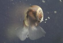 پلانکتون‌های آهکی‌ساز؛ قهرمانان نادیده گرفته‌ مبارزه با تغییرات اقلیمی