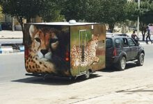 مردی که خانه‌اش را فروخت تا ناجی یوزپلنگ باشد