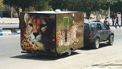 مردی که خانه‌اش را فروخت تا ناجی یوزپلنگ باشد