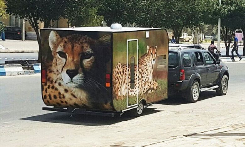 مردی که خانه‌اش را فروخت تا ناجی یوزپلنگ باشد