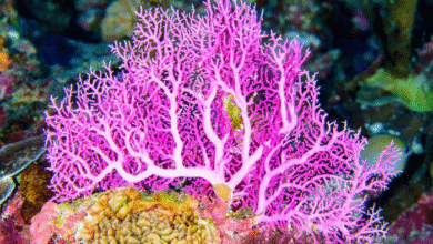 وضعیت مناسب آبسنگ‌های مرجانی جزیره سیری