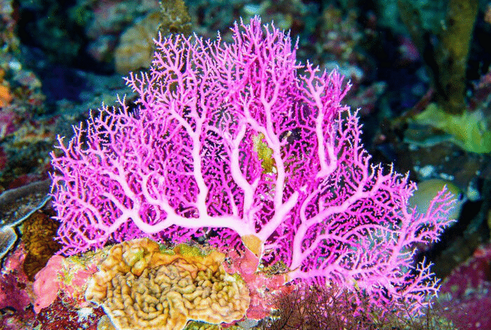 وضعیت مناسب آبسنگ‌های مرجانی جزیره سیری