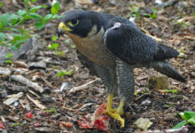 تلاش‌های ایران برای جلوگیری از تغییر وضعیت گونه‌ای شاهین در کنوانسیون سایتیس