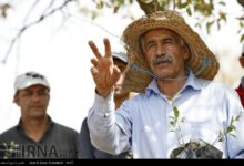 درباره پدر بلوط ایران