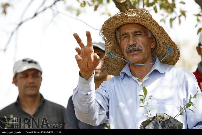 درباره پدر بلوط ایران