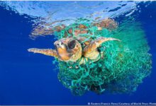 مقادیر کم آلودگی پلاستیکیِ اقیانوس‌ها، حیات دریایی را نابود می‌کند