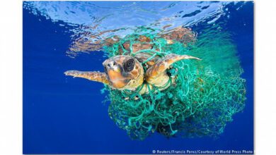 مقادیر کم آلودگی پلاستیکیِ اقیانوس‌ها، حیات دریایی را نابود می‌کند