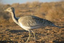 افزایش ۴۰ درصدی مشاهدات هوبره در قزوین