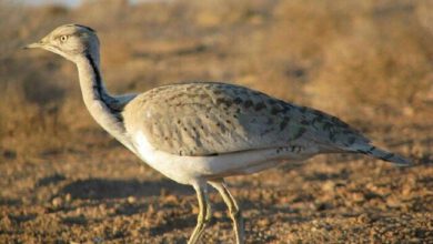 افزایش ۴۰ درصدی مشاهدات هوبره در قزوین