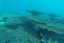 منابع آلاینده تهدیدکننده مرجان‌های جنوب کشور