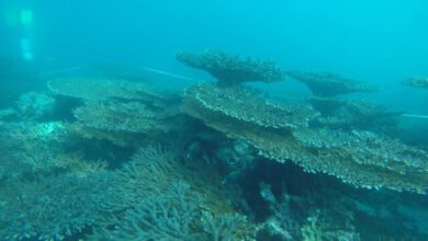 منابع آلاینده تهدیدکننده مرجان‌های جنوب کشور