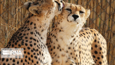 امید به مادرشدن «آذر» و «توران» در دل بحران تغییر اقلیم