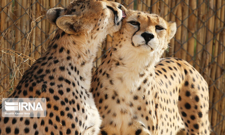 امید به مادرشدن «آذر» و «توران» در دل بحران تغییر اقلیم