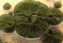 قارچ سیاه چرنوبیل؛ موجودی که تشعشعات هسته‌ای را می‌خورد