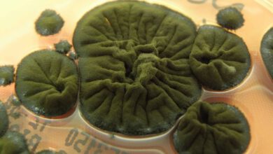 قارچ سیاه چرنوبیل؛ موجودی که تشعشعات هسته‌ای را می‌خورد