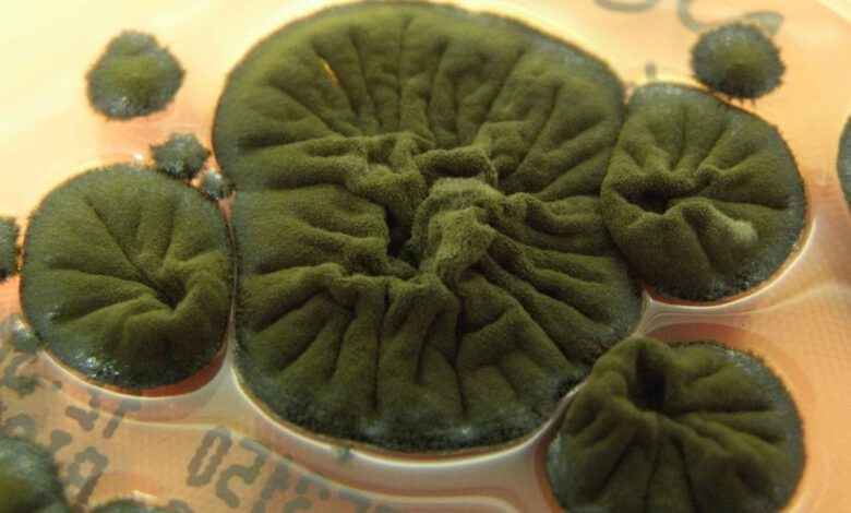 قارچ سیاه چرنوبیل؛ موجودی که تشعشعات هستهای را میخورد