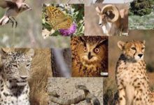 اهمیت حضور فعال ایران در کنوانسیون بین‌المللی گونه‌های جانوری در معرض خطر