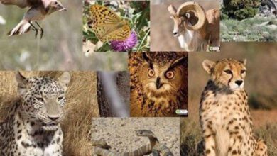 اهمیت حضور فعال ایران در کنوانسیون بینالمللی گونههای جانوری در معرض خطر