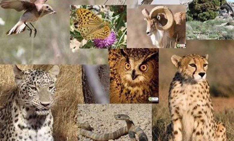 اهمیت حضور فعال ایران در کنوانسیون بینالمللی گونههای جانوری در معرض خطر