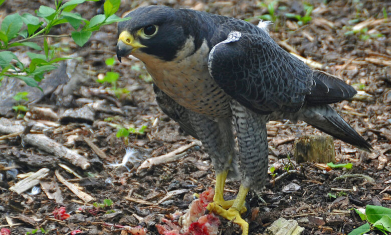«شاهین پرگرین» با تلاش ایران جزو گونههای حفاظت شده باقی ماند