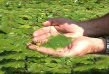 دستیابی به فناوری هوشمند ریزجلبکی برای تصفیه آب و جذب دی‌اکسیدکربن در ایران