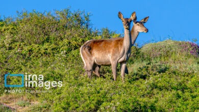 گام‌های سازمان محیط‌زیست برای هوشمندسازی حفاظت از مناطق