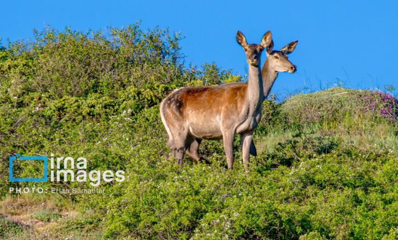 گام‌های سازمان محیط‌زیست برای هوشمندسازی حفاظت از مناطق