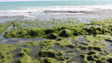 هوای پاک، تهدیدی پنهان برای بزرگترین صخره مرجانی جهان