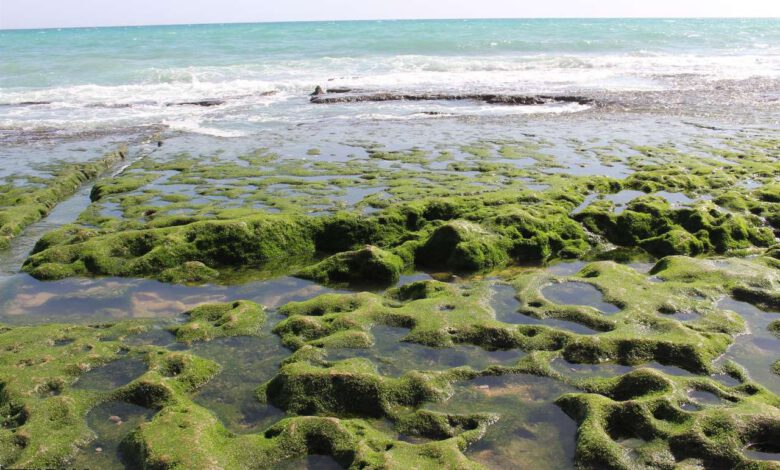 هوای پاک، تهدیدی پنهان برای بزرگترین صخره مرجانی جهان