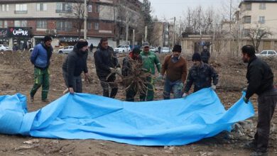 نجات درختان کهن در مسیر توسعه