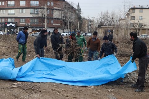 نجات درختان کهن در مسیر توسعه