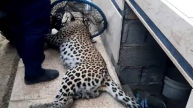 زنده‌گیری پلنگ ایرانی در خانه روستایی یک گیلانی