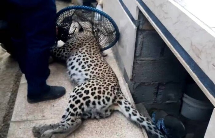 زنده‌گیری پلنگ ایرانی در خانه روستایی یک گیلانی