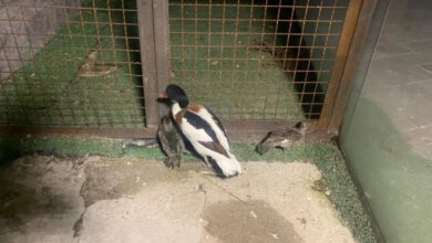 توقیف محموله غیرمجاز مرغابی در فردیس