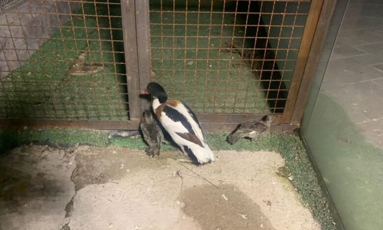 توقیف محموله غیرمجاز مرغابی در فردیس