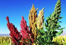 معرفی دو رقم جدید كینوا برای كشت در ایران