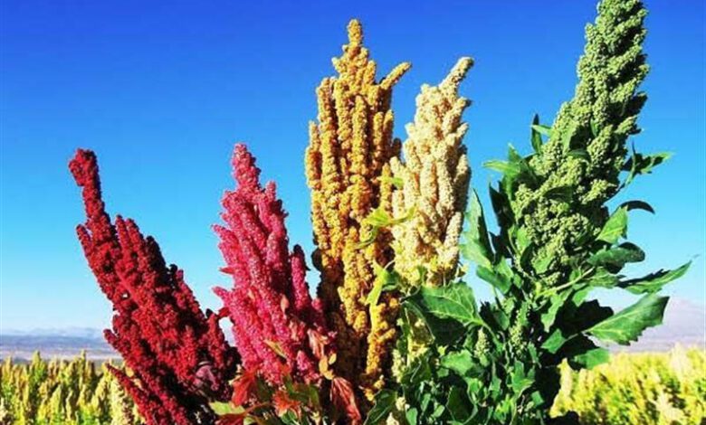 معرفی دو رقم جدید كینوا برای كشت در ایران