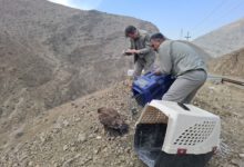 رهاسازی ۶ بهله پرنده شکاری تیمارشده در طبیعت استان البرز