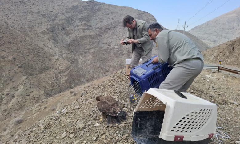 رهاسازی ۶ بهله پرنده شکاری تیمارشده در طبیعت استان البرز