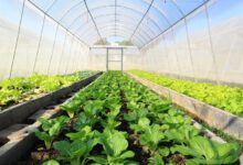 2 واحد گلخانه‌ای در نمين افتتاح شد